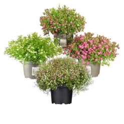 Gypsophylla Verschiedene Farben Im Blumentopf Ø 13 Cm