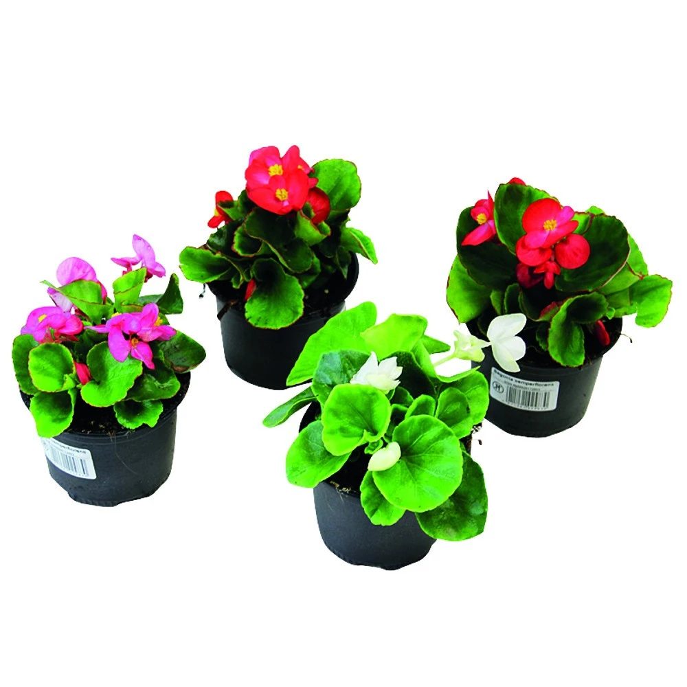 Begonia Semperflorens In Verschiedenen Farben Im Blumentopf 9 Cm 3 Begonia Semperflorens In Verschiedenen Farben Im Blumentopf 9 Cm