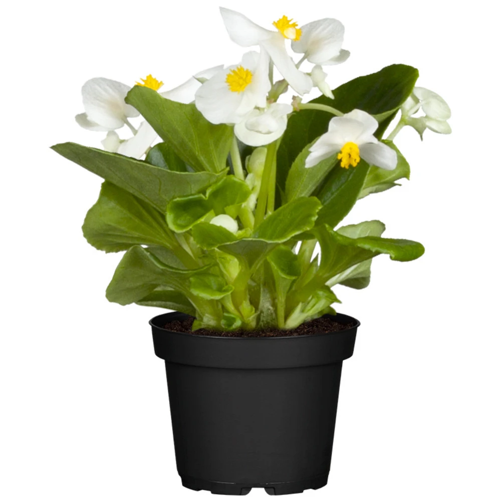 Begonia Semperflorens In Verschiedenen Farben Im Blumentopf Ø 13 Cm 4 Begonia Semperflorens In Verschiedenen Farben Im Blumentopf Ø 13 Cm – Bild 2