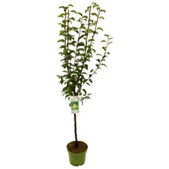 Kern- Und Steinobstbäume Vorgezüchtet Im Topf 9 Kern- Und Steinobstbäume Vorgezüchtet Im Topf -Prosper Garten Geschaft 9kmlpkoIUY1E2U1 1280x1280