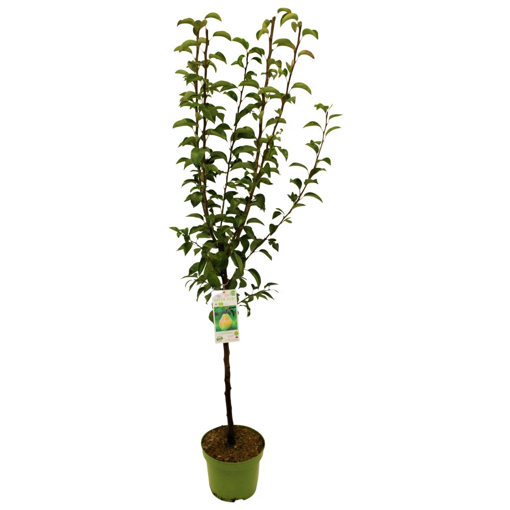 Kern- Und Steinobstbäume Vorgezüchtet Im Topf 5 Kern- Und Steinobstbäume Vorgezüchtet Im Topf – Bild 3