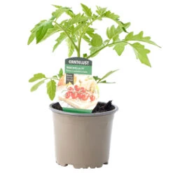 Tomaten Verschiedene Sorten Im Topf 11 Tomaten Verschiedene Sorten Im Topf -Prosper Garten Geschaft 9ko4OXyPgweKifp 1280x1280