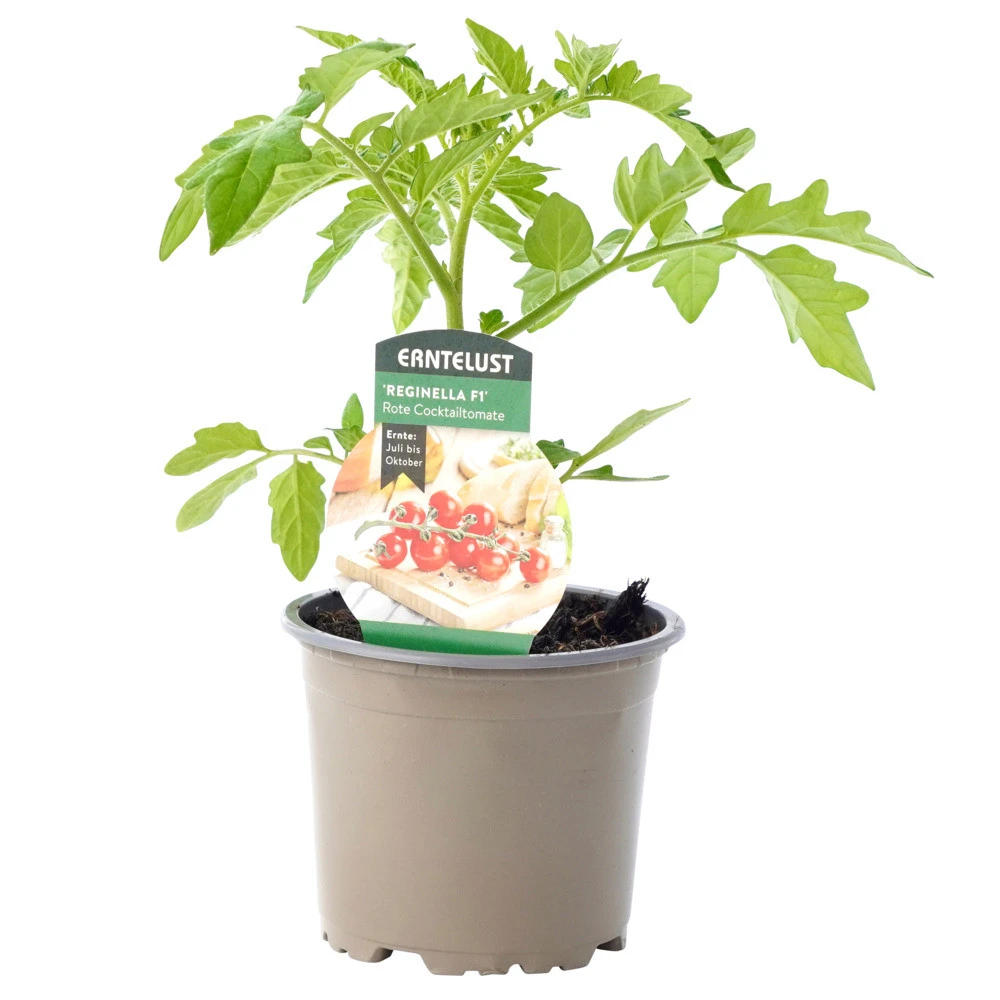 Tomaten Verschiedene Sorten Im Topf 7 Tomaten Verschiedene Sorten Im Topf – Bild 5