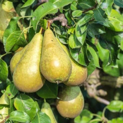 Obstbaum 150 - 200 Cm In Verschiedenen Sorten -Prosper Garten Geschaft 9koTEEABanaBL7K 1280x1280