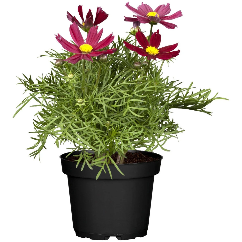 Cosmos T13 Verschiedenfarbig Im Topf 3 Cosmos T13 Verschiedenfarbig Im Topf