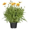 Coreopsis Mit Sonnengelben Blüten Im Blumentopf Ø 13 Cm 2 Coreopsis Mit Sonnengelben Blüten Im Blumentopf Ø 13 Cm -Prosper Garten Geschaft 9krMsqhJgdRsNFm 1280x1280