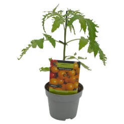 Gemüsepflanzen Veredelte Tomaten Oder Gurken -Prosper Garten Geschaft 9krjPOPOGPCIreT 1280x1280