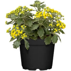 Ajania Pacifica Mix Im Topf Ø 10,5 Cm