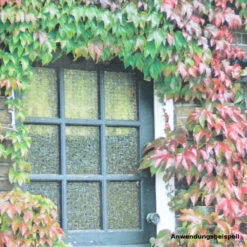 Kletterpflanzen Clematis, Verschiedene Sorten Im Blumentopf -Prosper Garten Geschaft 9ksYABHcTt6fBsy 1280x1280