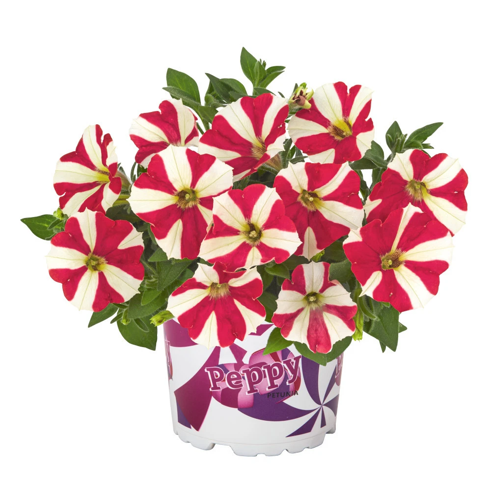 Petunia Peppy In Verschiedenen Farben Im Blumentopf 11 Cm 3 Petunia Peppy In Verschiedenen Farben Im Blumentopf 11 Cm