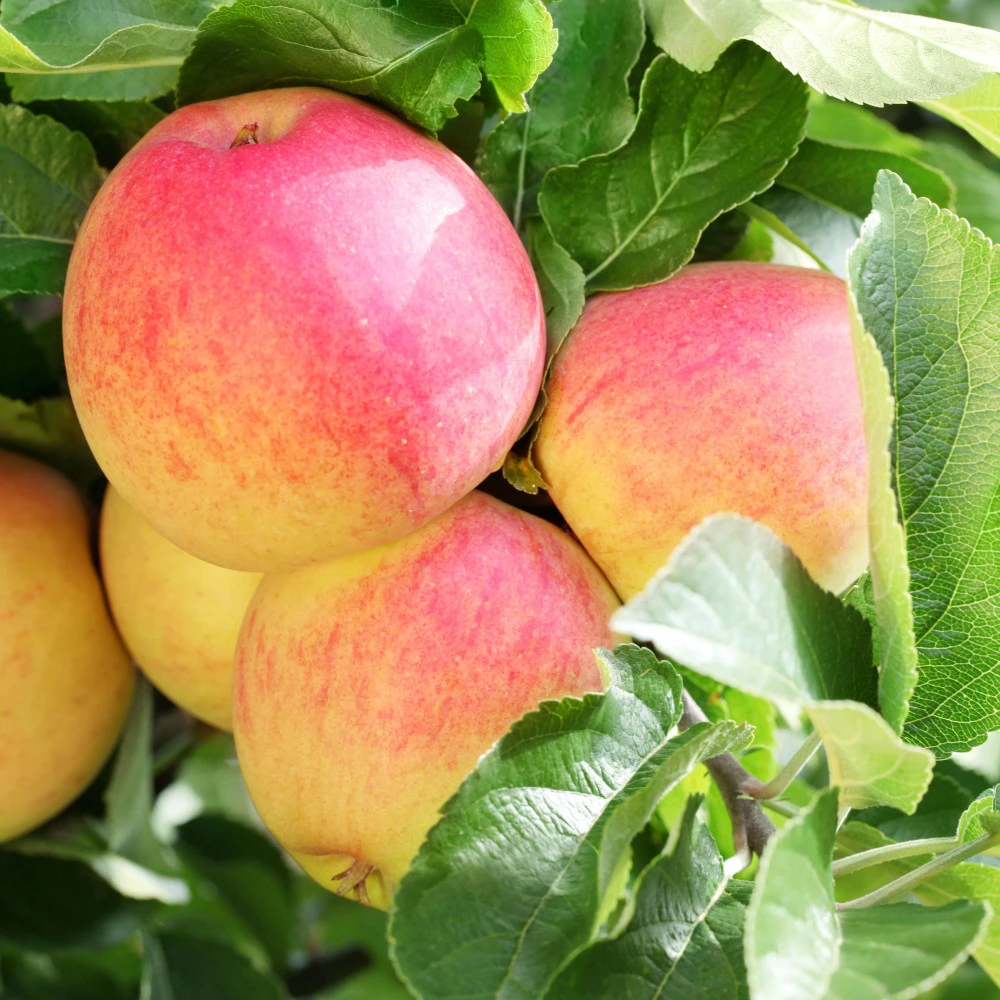 Kern- Und Steinobstbäume Vorgezüchtet Im Topf 6 Kern- Und Steinobstbäume Vorgezüchtet Im Topf – Bild 4