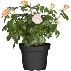 Rosen Im Topf In Verschiedenen Sorten -Prosper Garten Geschaft 9kxX9QdIEkpOKfG 1280x1280