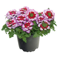 Verbena Drum Im Blumentopf 12 Cm 8 Verbena Drum Im Blumentopf 12 Cm -Prosper Garten Geschaft 9kxfOIAlNHtgWIB 1280x1280