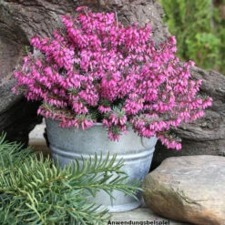 Erica Darleyensis Rosa Im Blumentopf Ø 10,5 Cm, Nahrungsquelle Für Bienen
