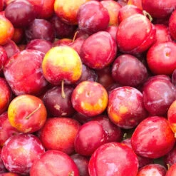 Obstbaum 150 - 200 Cm In Verschiedenen Sorten -Prosper Garten Geschaft 9kzeTiWWGi4yrSo 1280x1280