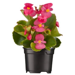 Begonia Semperflorens In Verschiedenen Farben Im Blumentopf Ø 13 Cm