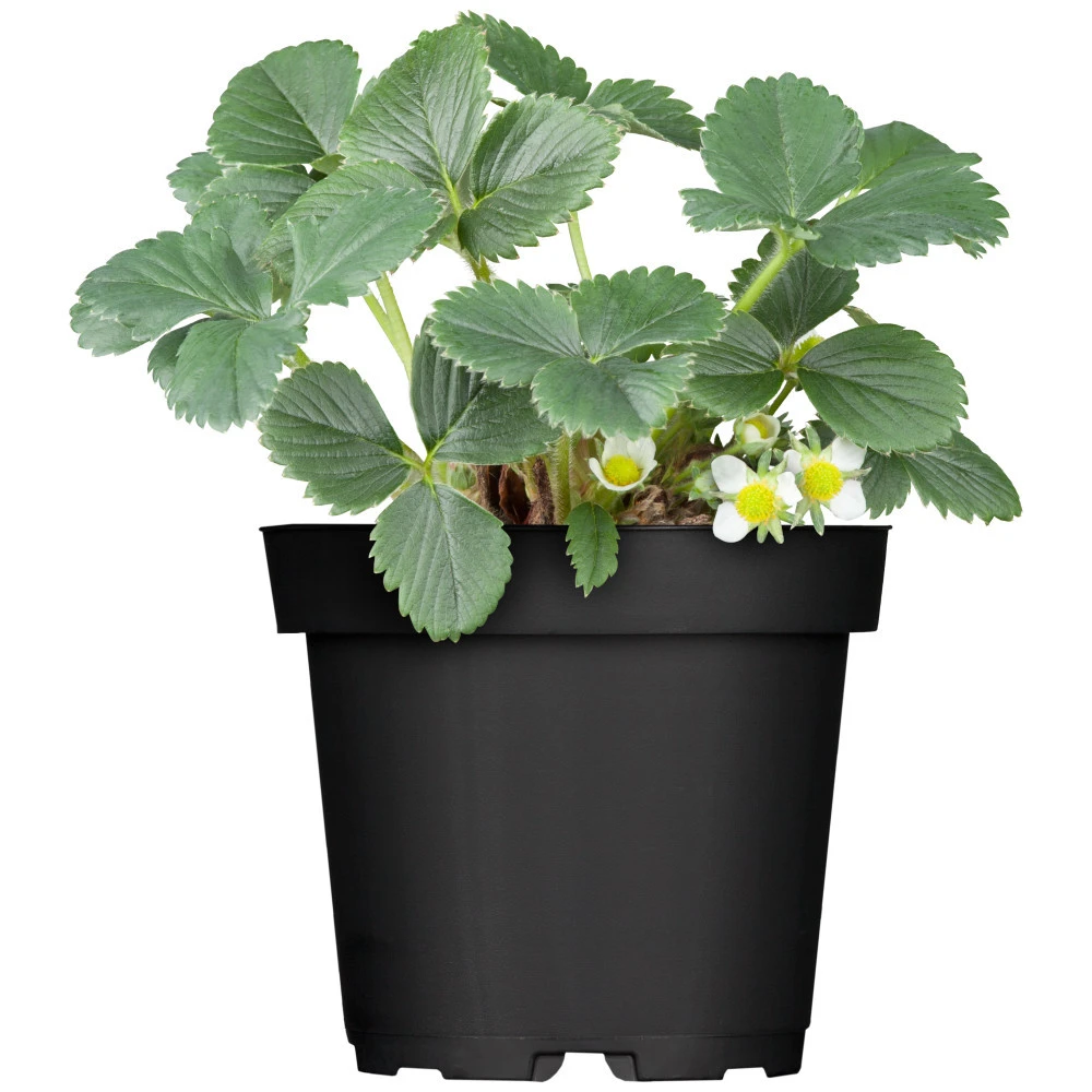 Erdbeeren Vorgezogen Im Blumentopf 9 Cm 4 Erdbeeren Vorgezogen Im Blumentopf 9 Cm – Bild 2