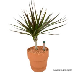 Seramis® Gießanzeiger 26 Cm Je 2 Stück Im Set Für Den Innenbereich -Prosper Garten Geschaft Z1rRBH9J7D9rzJ 1280x1280 1