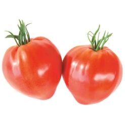 Gemüsepflanzen Veredelt, Tomate Oder Gurke Im Topf -Prosper Garten Geschaft Z4KxbDoBrkwgsa 1280x1280