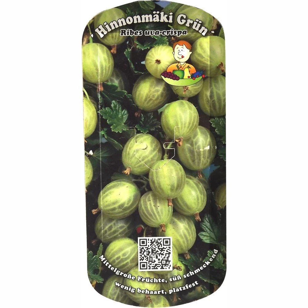 Beerenobst Im Sortiment 6 Beerenobst Im Sortiment – Bild 4