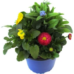 Kombinationsbepflanzung Spring Deluxe Im Blumentopf Ø 13 Cm