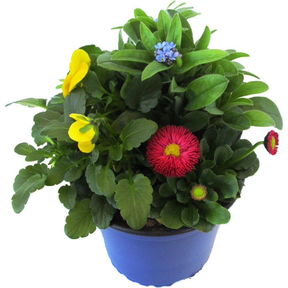 Kombinationsbepflanzung Spring Deluxe Im Blumentopf Ø 13 Cm 3 Kombinationsbepflanzung Spring Deluxe Im Blumentopf Ø 13 Cm