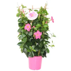 Dipladenia In Verschiedenen Farben Am Spalier Im Blumentopf 14 Cm 5 Dipladenia In Verschiedenen Farben Am Spalier Im Blumentopf 14 Cm -Prosper Garten Geschaft Z8mQ8c3PgB3AOj 1280x1280