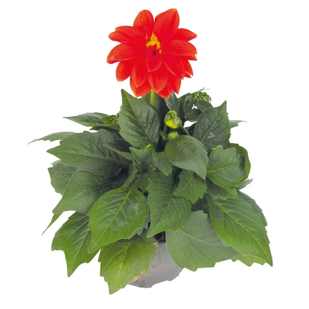 Dahlien Pflanzen In Verschiedenen Farben, Im 11 Cm Topf 4 Dahlien Pflanzen In Verschiedenen Farben, Im 11 Cm Topf – Bild 2