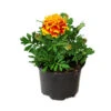 Tagetes In Verschiedenen Sorten Im Blumentopf Ø 13 Cm 2 Tagetes In Verschiedenen Sorten Im Blumentopf Ø 13 Cm -Prosper Garten Geschaft ZAFfYcc32HCDLp 1280x1280