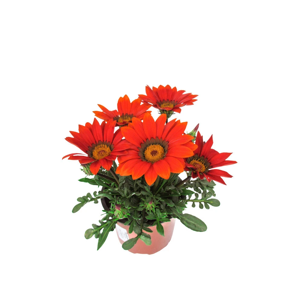 Gazania T13 Im Topf In Verschiedenen Farben 4 Gazania T13 Im Topf In Verschiedenen Farben – Bild 2