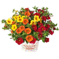 Confetti Garden Trio Sommerblumen Mix Mit Blumentopf 12 Cm