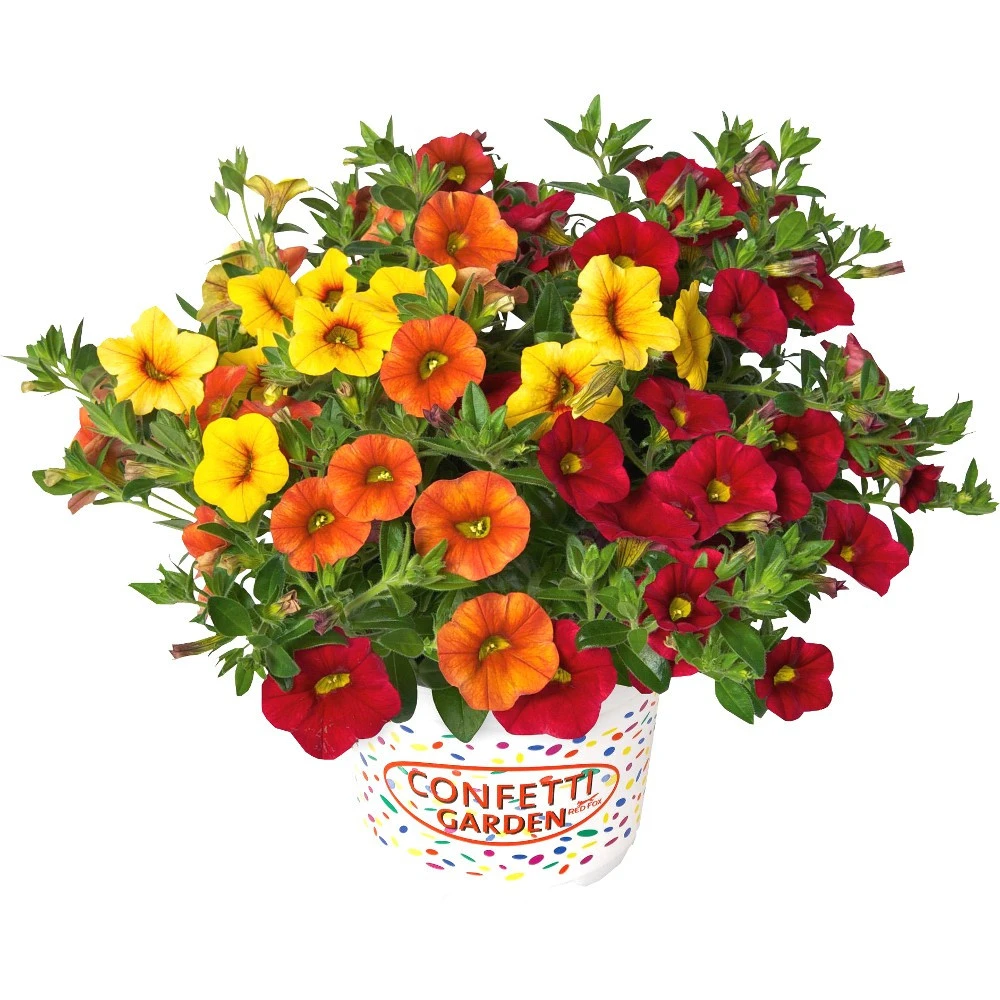 Confetti Garden Trio Sommerblumen Mix Mit Blumentopf 12 Cm 3 Confetti Garden Trio Sommerblumen Mix Mit Blumentopf 12 Cm