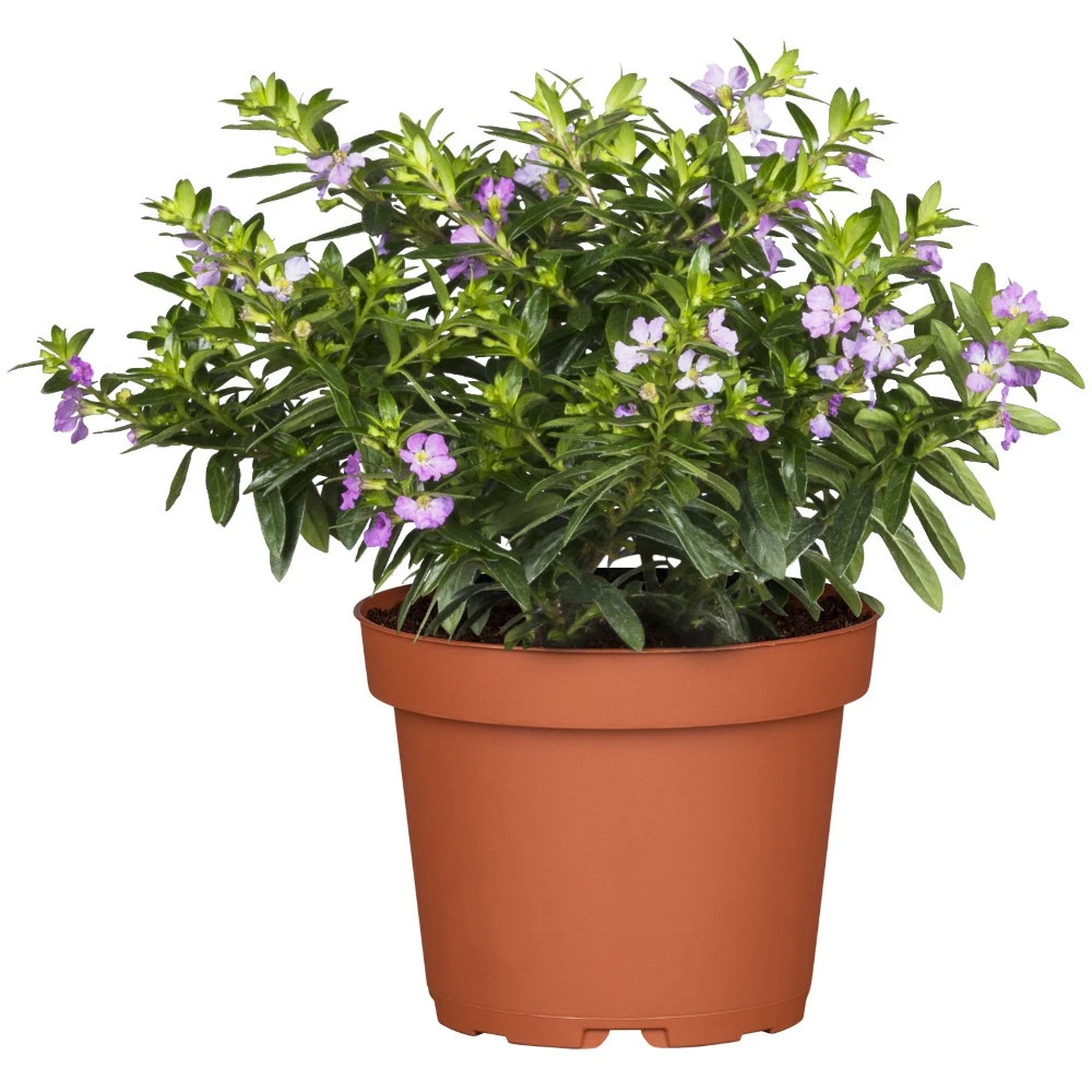 Cuphea Im Blumentopf Ø 11 Cm, Nahrungsquelle Für Bienen 3 Cuphea Im Blumentopf Ø 11 Cm, Nahrungsquelle Für Bienen