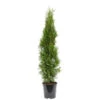 Lebensbaum 80-100 Cm Thuja Occidentalis Smaragd -Prosper Garten Geschaft ZJzSUsnygpNNQ3 1280x1280