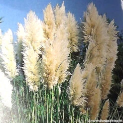 Pampasgras In Verschiedenen Farben Im Robusten Blumentopf 7 Pampasgras In Verschiedenen Farben Im Robusten Blumentopf -Prosper Garten Geschaft ZNc0cfCkMrqlAr 1280x1280