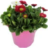 Bellis Trio Im Blumentopf Ø 13 Cm 2 Bellis Trio Im Blumentopf Ø 13 Cm -Prosper Garten Geschaft ZOjgdwiQSh7LJ9 1280x1280