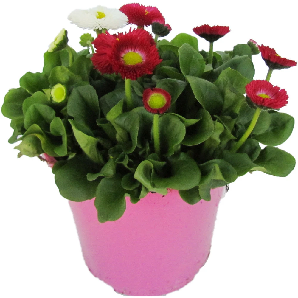 Bellis Trio Im Blumentopf Ø 13 Cm 3 Bellis Trio Im Blumentopf Ø 13 Cm