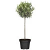 Olivenbusch Im Robusten Blumentopf Ø 20 Cm 2 Olivenbusch Im Robusten Blumentopf Ø 20 Cm -Prosper Garten Geschaft ZPAEbqGrFX2MZn 1280x1280
