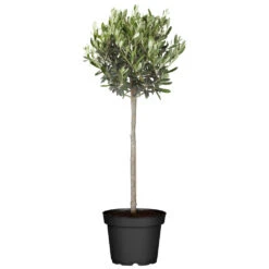 Olivenbusch Im Robusten Blumentopf Ø 20 Cm