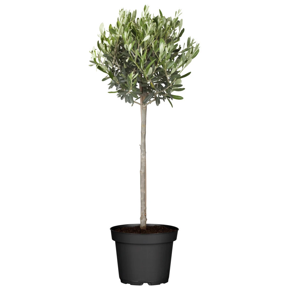 Olivenbusch Im Robusten Blumentopf Ø 20 Cm 3 Olivenbusch Im Robusten Blumentopf Ø 20 Cm