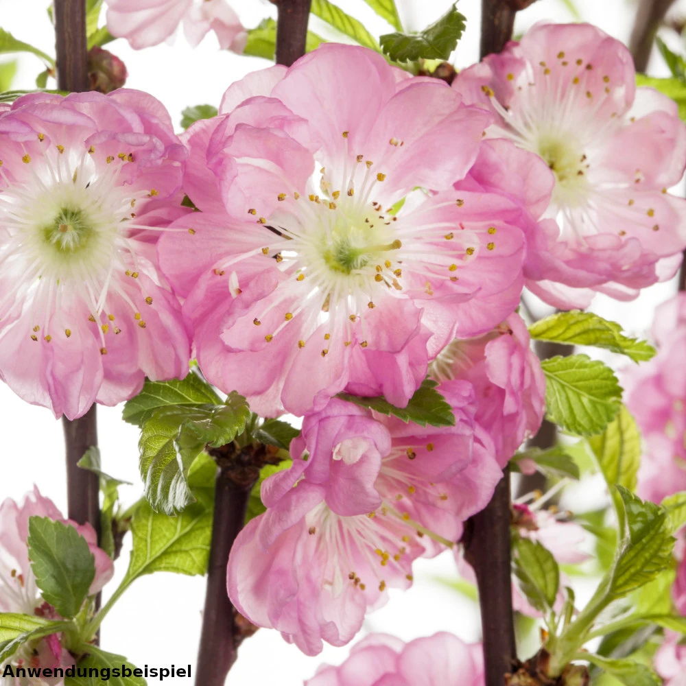 Mandelbaum Ca. 100 Cm Mit 5-8 Trieben Im Blumentopf 5 Mandelbaum Ca. 100 Cm Mit 5-8 Trieben Im Blumentopf – Bild 3
