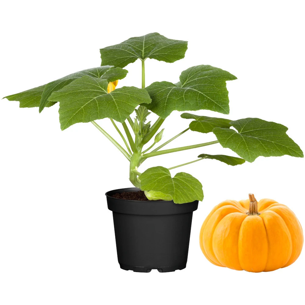 Kürbis Im Robusten Blumentopf 9 Cm Vorgezogen 3 Kürbis Im Robusten Blumentopf 9 Cm Vorgezogen