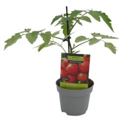 Gemüsepflanzen Veredelte Tomaten Oder Gurken -Prosper Garten Geschaft ZTZZWJnf0fCtVV 1280x1280