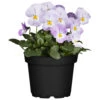 Viola Cornuta Im Blumentopf Ø 9 Cm 2 Viola Cornuta Im Blumentopf Ø 9 Cm -Prosper Garten Geschaft ZV676V1ZBqkh7H 1280x1280