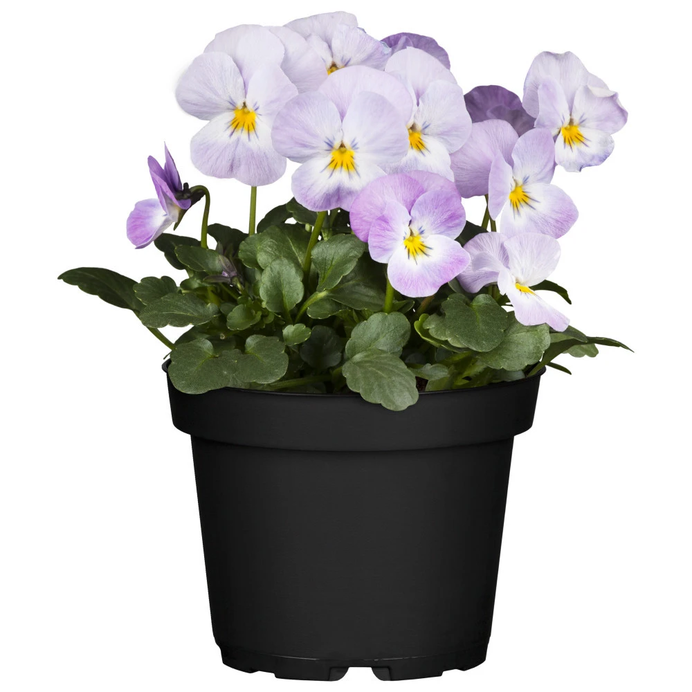 Viola Cornuta Im Blumentopf Ø 9 Cm 3 Viola Cornuta Im Blumentopf Ø 9 Cm