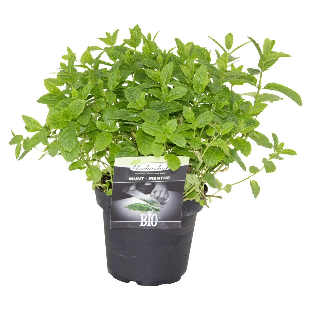 Kräuter In Verschiedenen Sorten Im Robusten Blumentopf 14 Cm 4 Kräuter In Verschiedenen Sorten Im Robusten Blumentopf 14 Cm – Bild 2