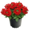 Verbena Drum Im Blumentopf 12 Cm 2 Verbena Drum Im Blumentopf 12 Cm -Prosper Garten Geschaft ZWCJ71WHmnI3AH 1280x1280