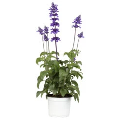 Salvia Midi Mit Violetten Blüten Im Blumentopf Ø 13 Cm