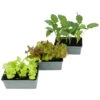 Gemüsesetzlinge Verschiedene Sorten 6er Pack -Prosper Garten Geschaft ZWKfJAlQoTiOeH 1280x1280