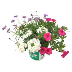 Potpourri-Mix Mit Verschiedenen Sorten Im Blumentopf Ø 12 Cm -Prosper Garten Geschaft ZWWnwGAeQLIzv2 1280x1280